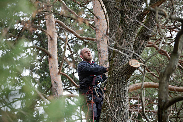 Trusted Port Washington, NY Tree Removal Services Experts